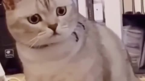 Cute funny cat video