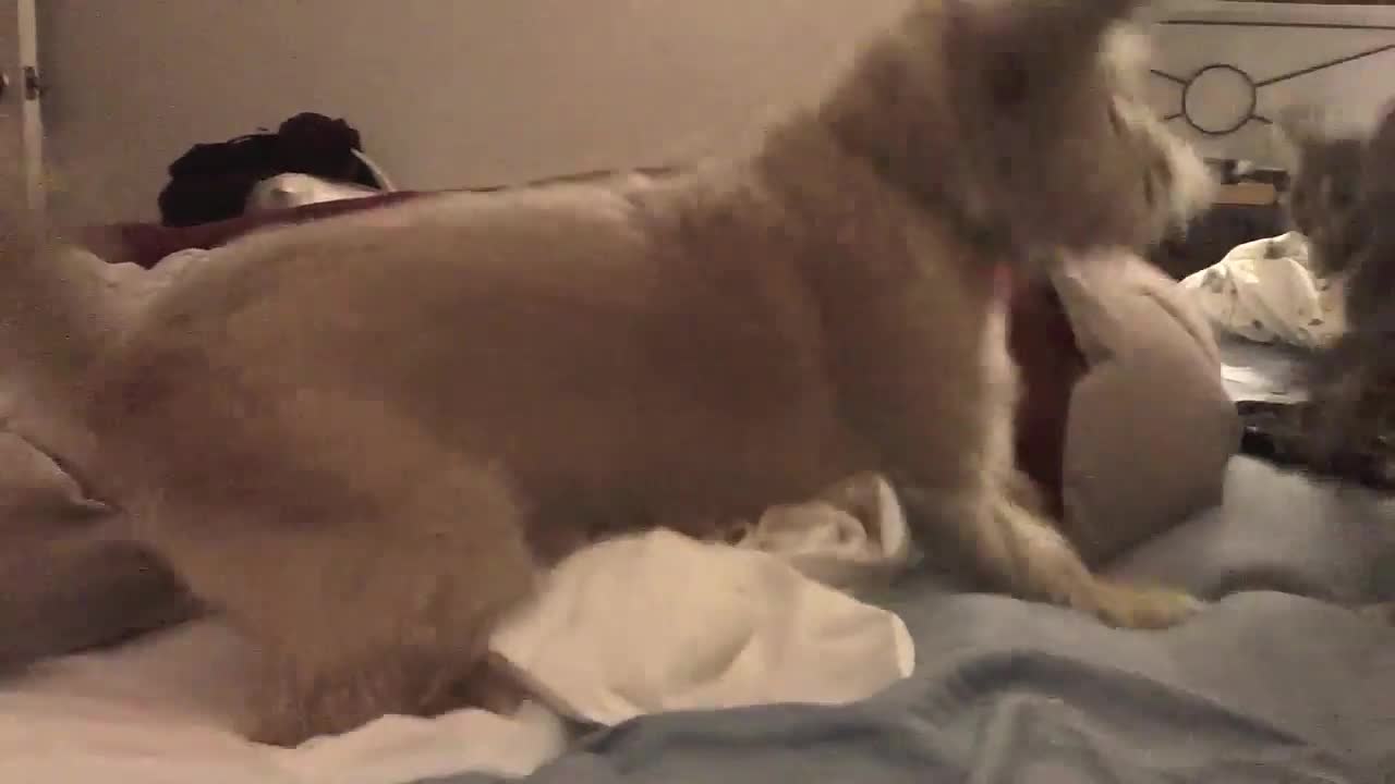 Dog surprises kitten in funniest way possible