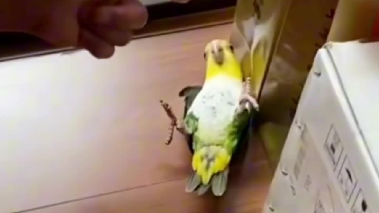 Parrot funny reaction on gun sound 😂