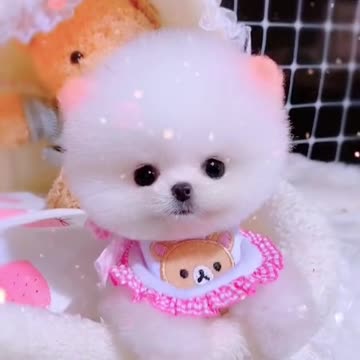 Beautiful clips dogs