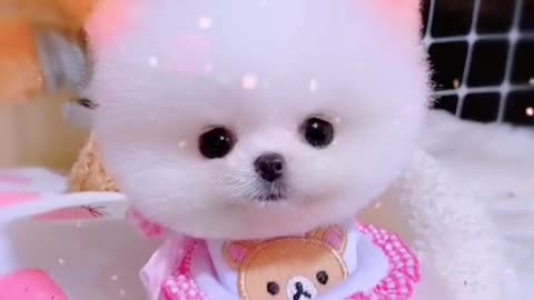 Beautiful clips dogs