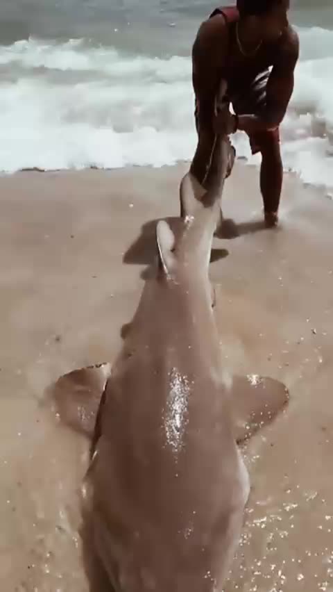 Child of shark traped in hook (like & follow please)