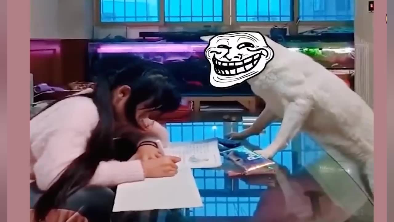 Funny cat and dog