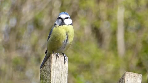 the amazing Blue Tit