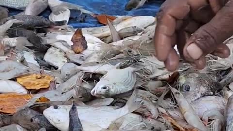 Fishing in Sundarban Bangladesh