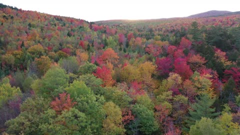 Beautiful Colorful Autumn Trees