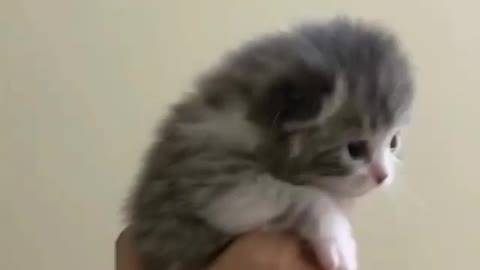 Cute cat growing