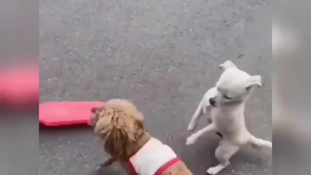 Funny Dog with monkey