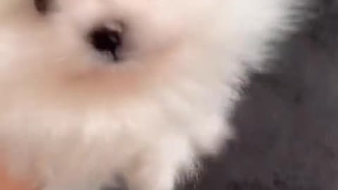 Cute fluffy puppy