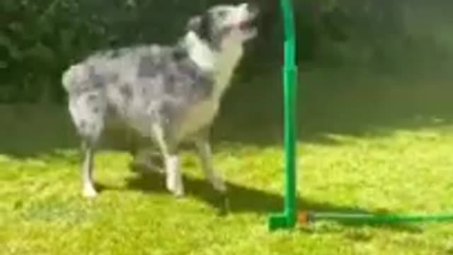 Dog funny playing with sprinkler| Viral Video| trending Video