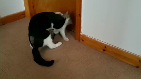 Epic Cat Fight