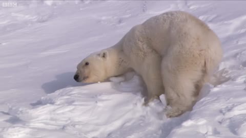 Polar Bear Cubs Taking Their First Steps | Planet Earth | BBC Earth