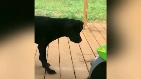 Cute and funny animal videos 😂🥰