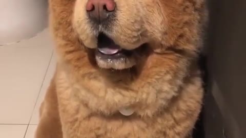 Lovely of pet