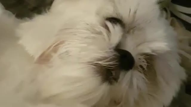 Pup will only be groomed while lying in front of fan