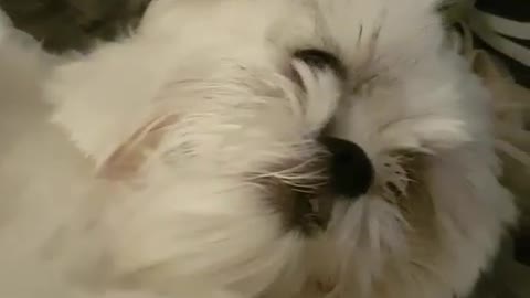 Pup will only be groomed while lying in front of fan