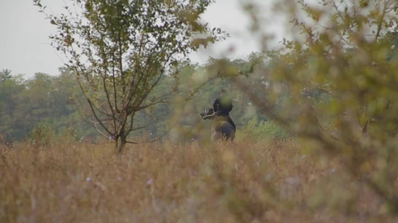 Backside view young guy riding black horse across field, then camera's