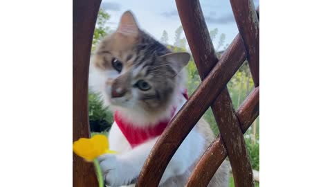 Flower Play Time | DearDiaryTingTing | #KittenWorld #CatDaily #CatAdventureOutdoors