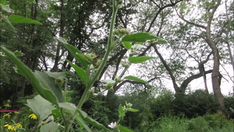 Such A Sweet Flower Marshmallow July 2022