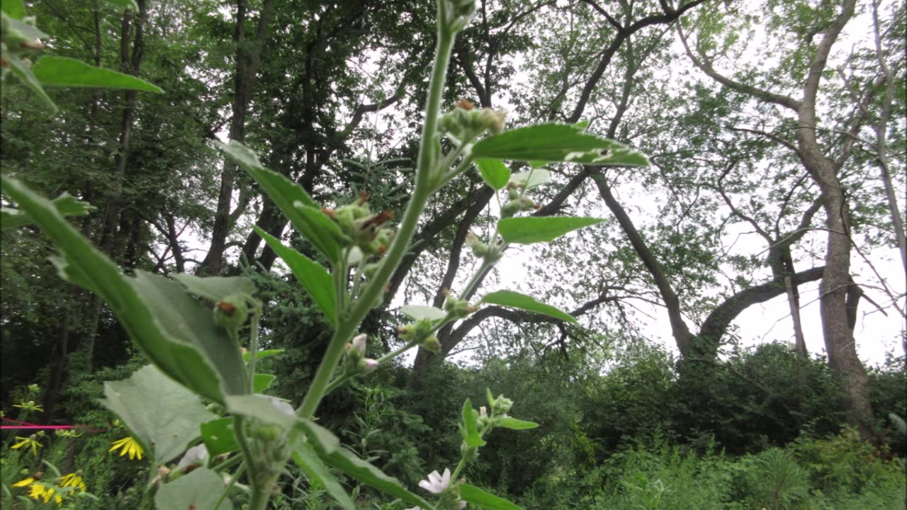 Such A Sweet Flower Marshmallow July 2022