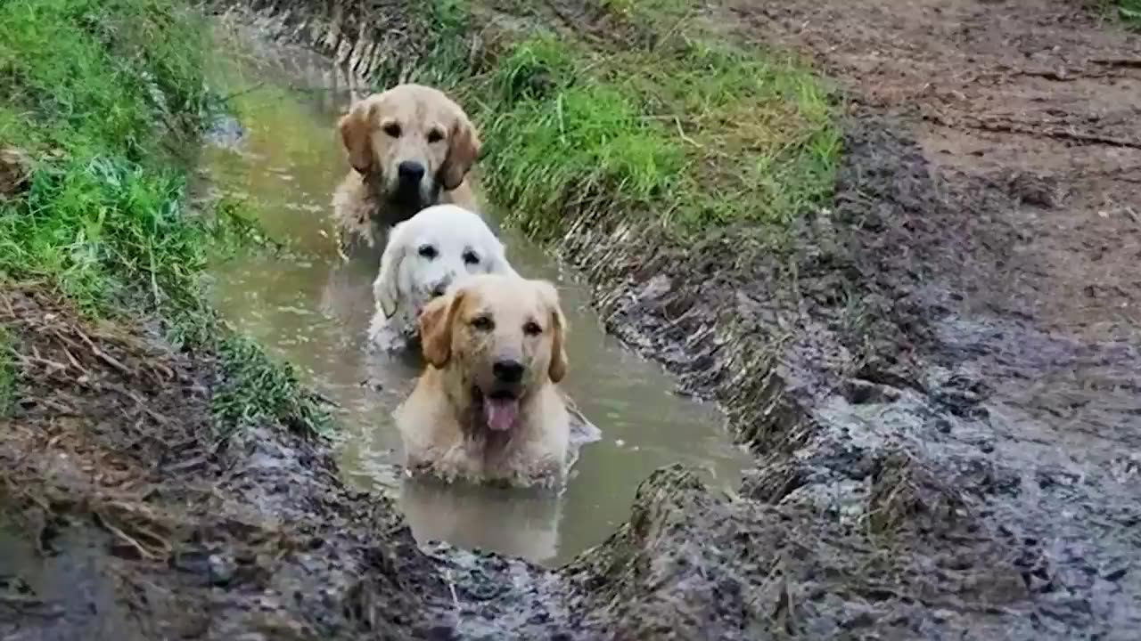 Oh ! Have a dog truly make your life change Funny Dogs video 😂😂🙀