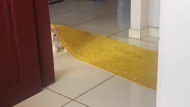 Brincando com o gatinho