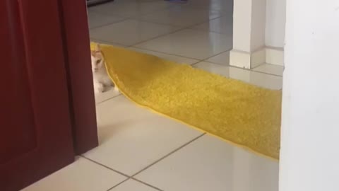 Brincando com o gatinho