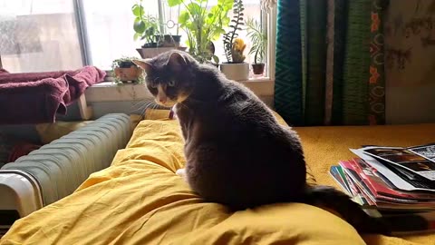 Cat chills on the bed