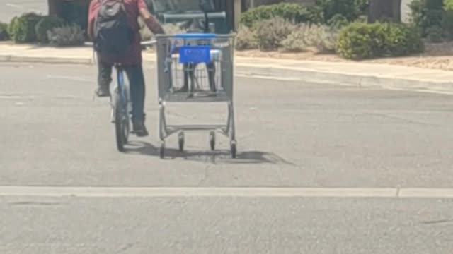 Homeless Man Pulls Dog in Shopping Cart to Protect Paws From Heat