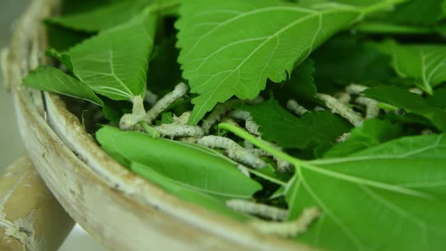 domestic silkworm