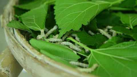 domestic silkworm