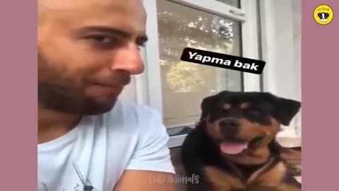 Dog funny video