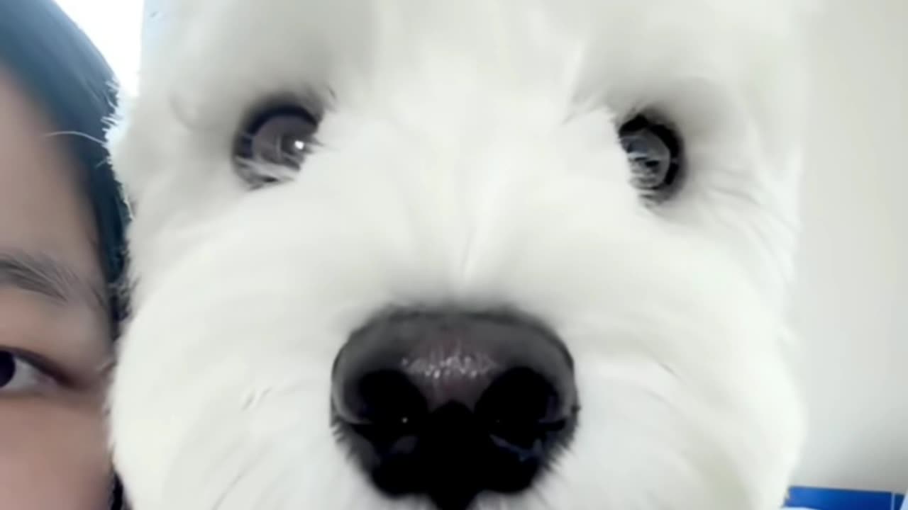 White pet