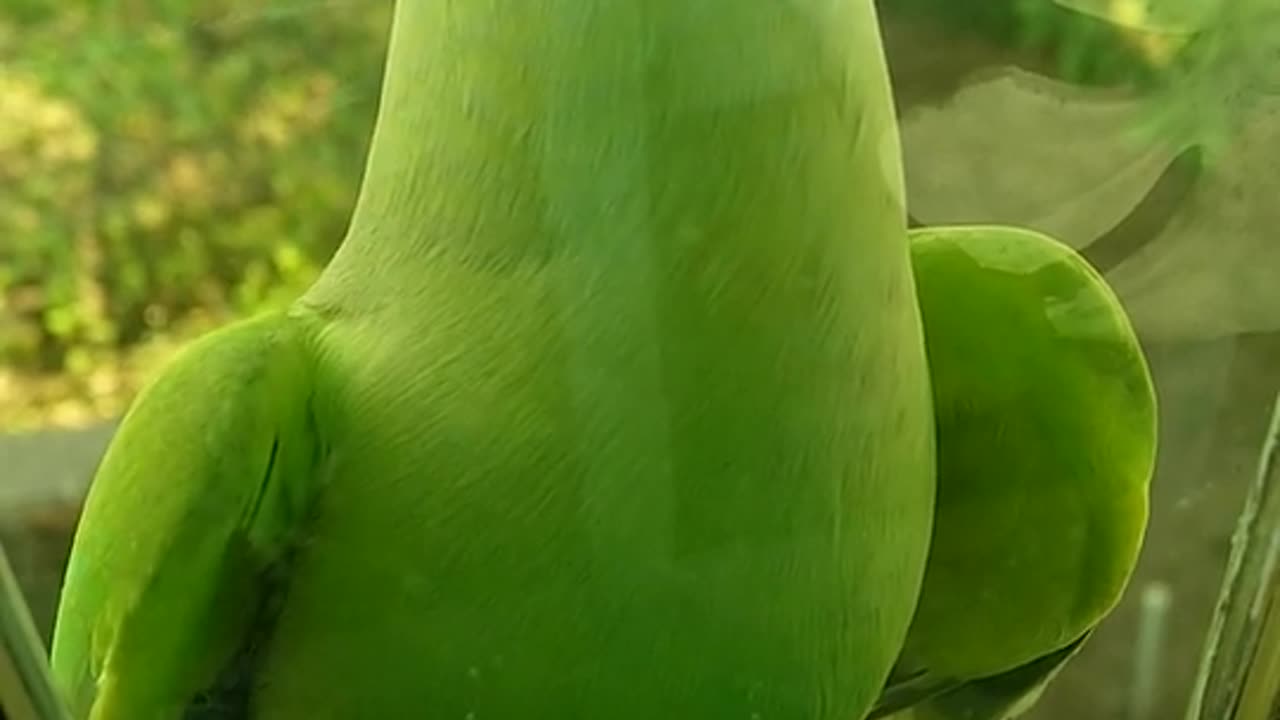 Cute parrot