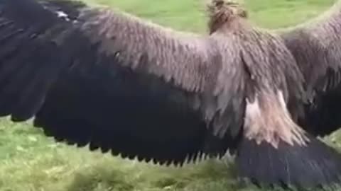 Saving the vulture from death and returning it to nature