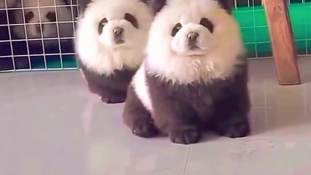 Cutest panda dogs ever! can't stop watching them over and over