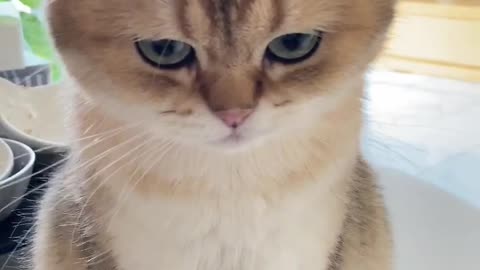 Cute cat with big eyes🙈😂❤
