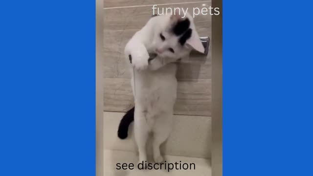 funny pets