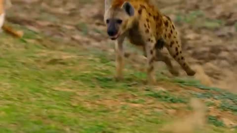 When The Leopard Does The Impossible To Catch Its Prey , But Fail !!