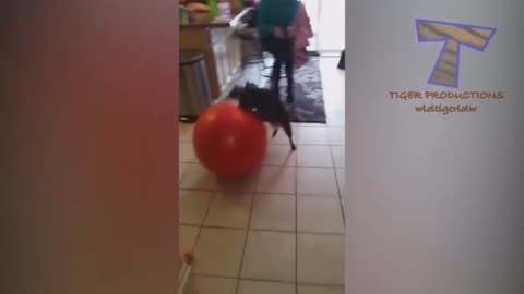 Funny Dog video