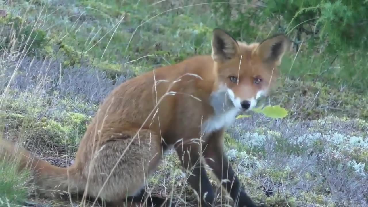 funny animales video Animale videos