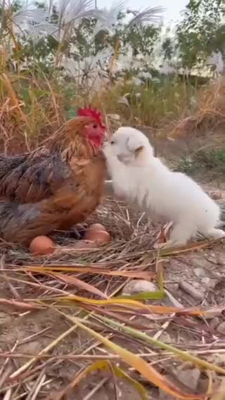 Love is the universal language..