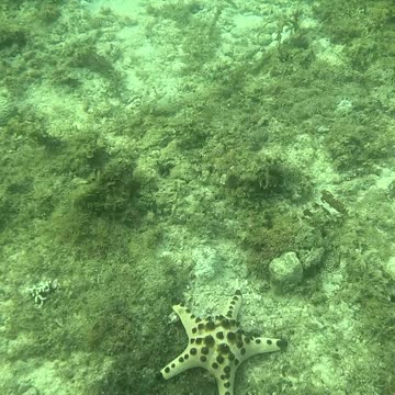 Snorkeling Above a Bed of Starfish 🌊⭐