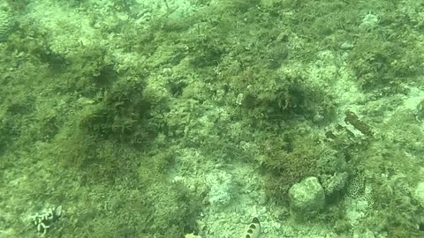 Snorkeling Above a Bed of Starfish 🌊⭐