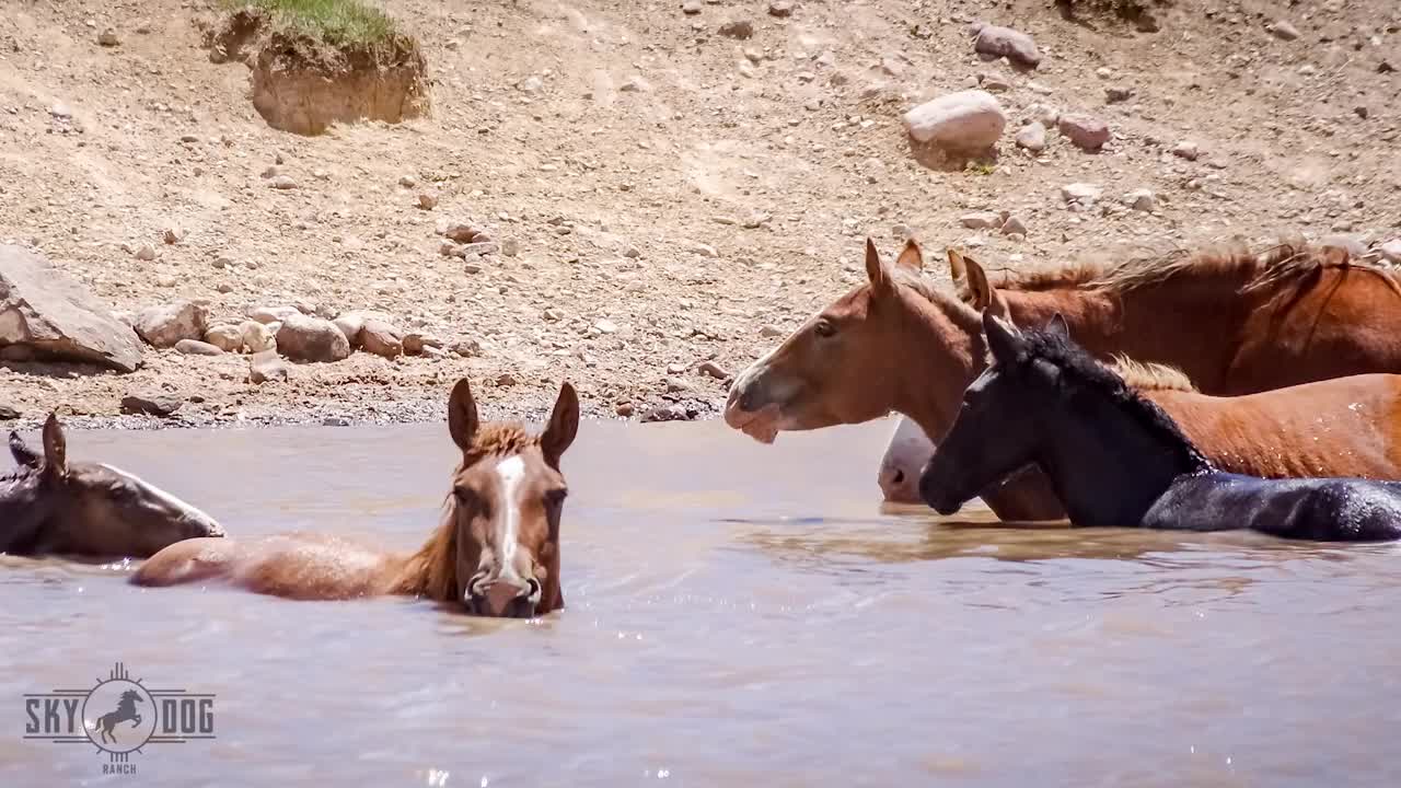 Wild Mustangs