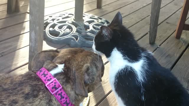 Loving cat grooms Pit Bull