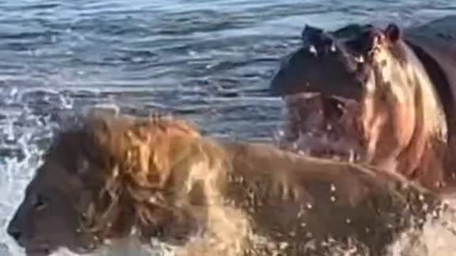 Hippo vs 3 lions crossing the River 😮