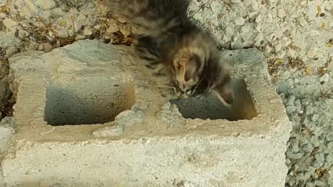 Two little cats playing with each other and looking so cute