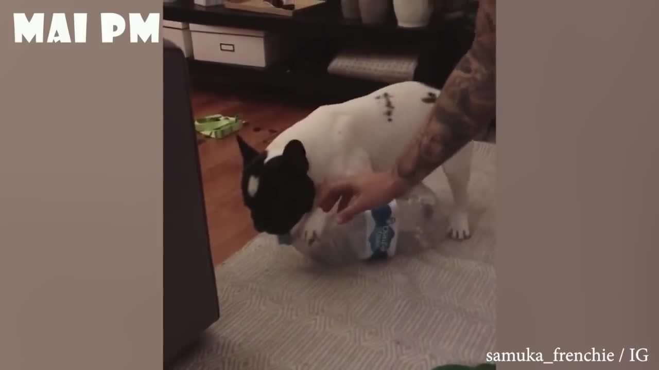 LAUGH SO HARD that YOU WILL FAINT DOGS are just the FUNNIEST pets ever