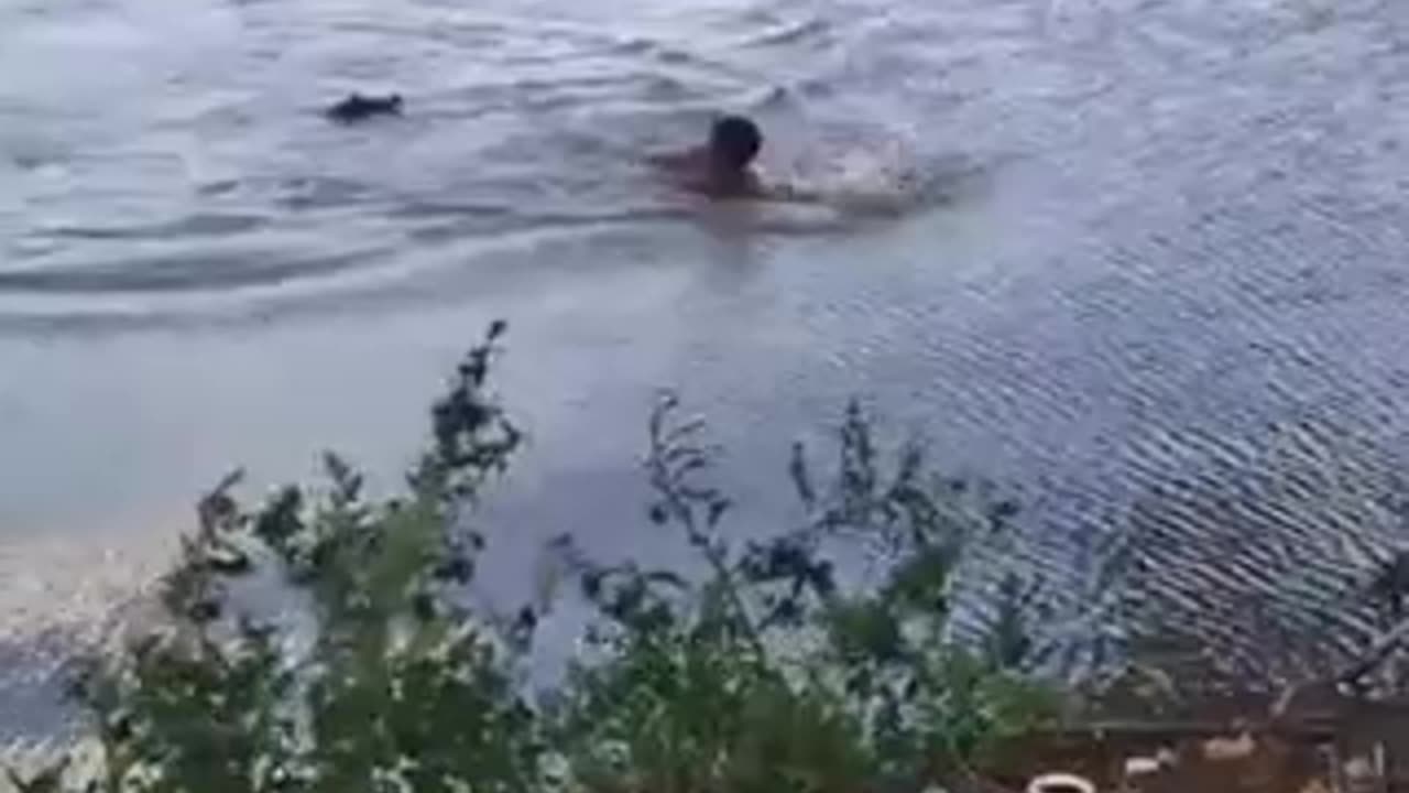 Crocodile attacks